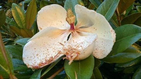 A large flower - possible a rhododendron - with five pinky white petals and a large stamen at the centre, pictured above shiny green leaves