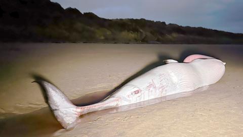 A grey whale carcass lies on the sand with bloody scars and a pool of blood below. The sky above is grey with a grassy embankment behind.