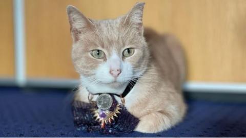 Thomas, who is a ginger and white cat, wearing his ceremonial collar, which consists of a dark bow featuring a silver disc with a gold decoration. He is sitting on the blue carpet in Ramsey Town Hall.