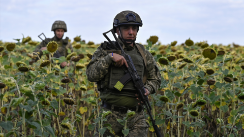 Ukrainian troops walk through sunflowers near Pokrovsk, August 2024