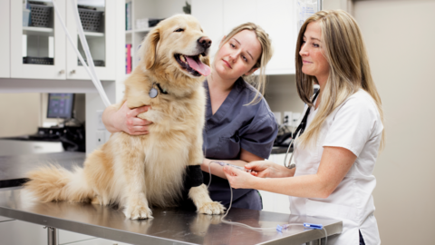 A stock image of two female vets caring for a large golden retriever dog. One vet is wearing a white uniform and the other is wearing navy blue. The dog has its eyes closed and is panting.