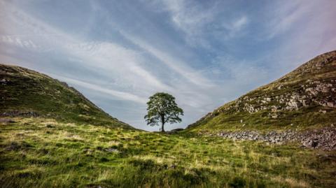 A wide landscape image of Sycamore Gap with a young boy at Hadrians Wall before it was cut down.