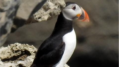 Dancing Ledge puffin