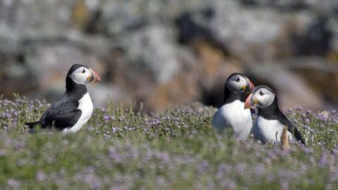 Puffins