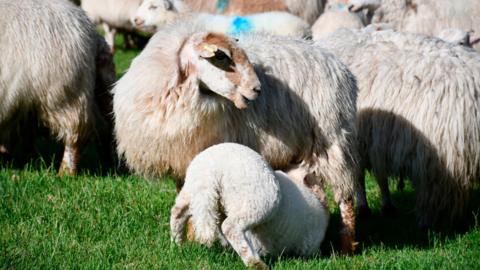 Sheep on a farm