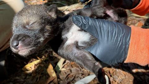 Baby red wolf