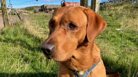 Woody the dog - he wears a harness and is a red labrador. He has beautiful brown eyes