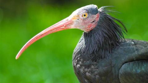 A large black feathered bird with a bald head and large hooked beak.
