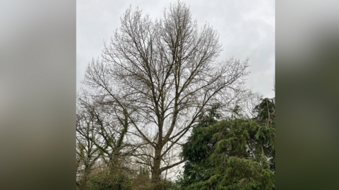 Male black poplar at Bere Marsh Farm among other trees. It is an overcast day.