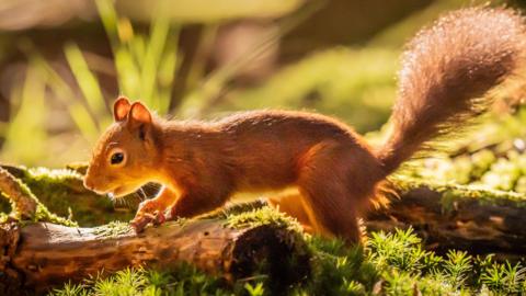 Red Squirrel in vegetation