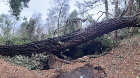 A fallen tree is reaching across a forest path.