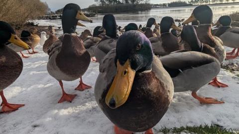 More than a dozen ducks on frozen grass on the banks of a pond