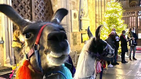 Two Llamas, the one on the left facing the camera and the one on the right facing away from the camera. They are both wearing bright harnesses. The one on the left has a red, purple and blue harness and the one on the right has a purple harness. Behind them is the door to the cathedral from the inside. There is a Christmas tree and people stood in the background to the right.