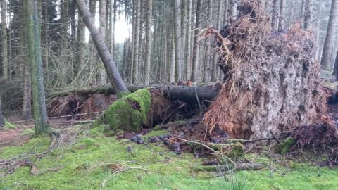 A large uprooted tree lying on it's side across other trees in a moss covered area.