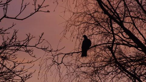 A bird sits in a tree. It is silhouetted against a pink sky. 