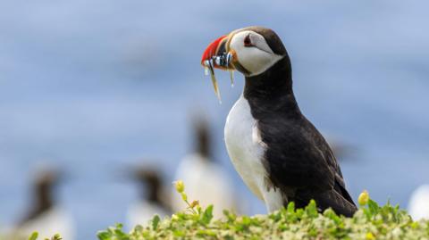 A puffin