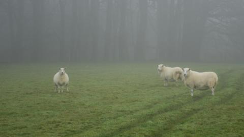 Three sheep in a field look at the camera on a foggy day. Trees can be seen in the background.