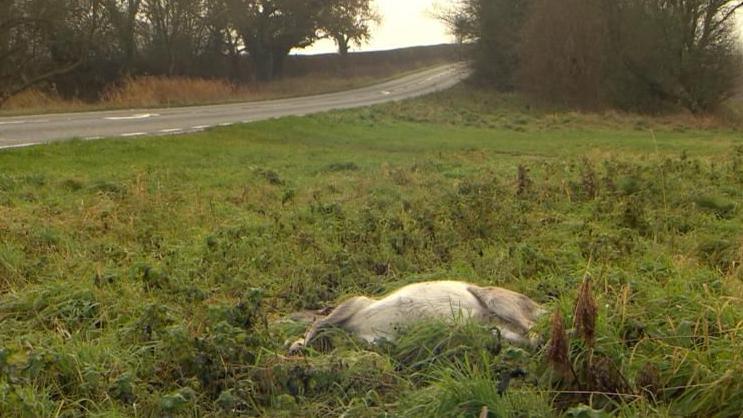 Dead deer by roadside