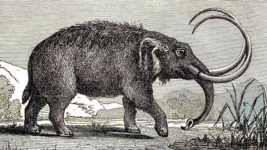 An illustration of a mastodon