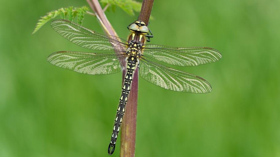 a close-up of a hairy dragonfly