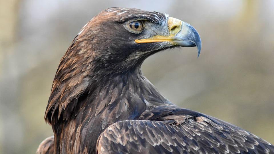 A golden eagle with its head turned almost 180 degrees. He has a grey and yellow beak, and brown and white feathers. 