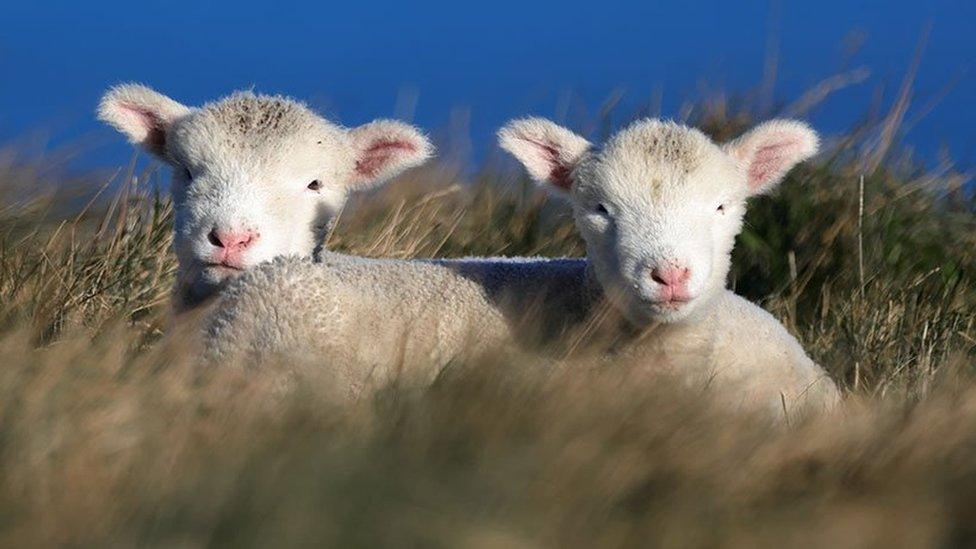 Two lambs