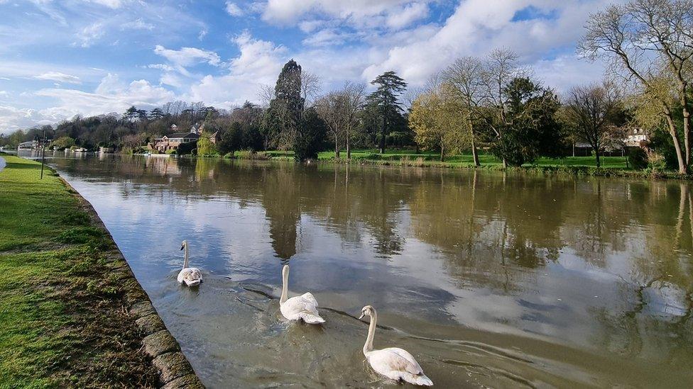 This line of swans swimming through Reading was captured by weather watcher Souldonuts