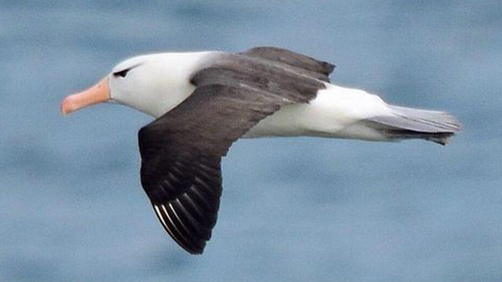 Albatross