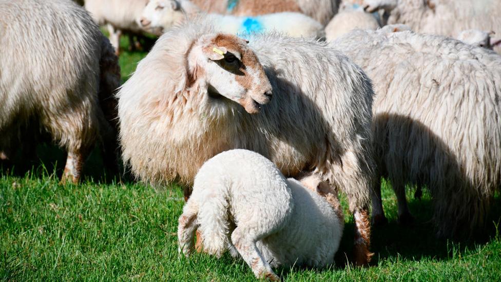 Snowdonia farm