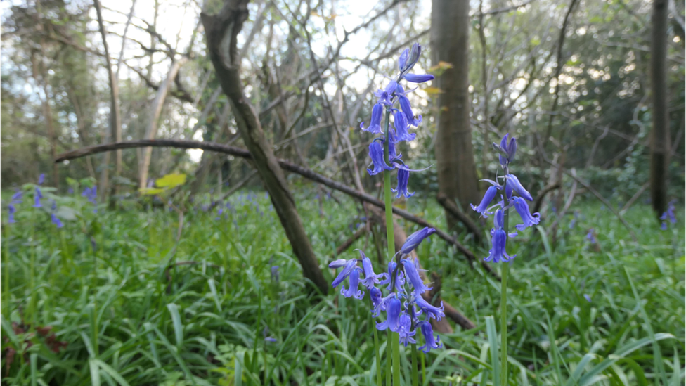 Weather Watcher DereksDisco snapped these bluebells in Lower Earley