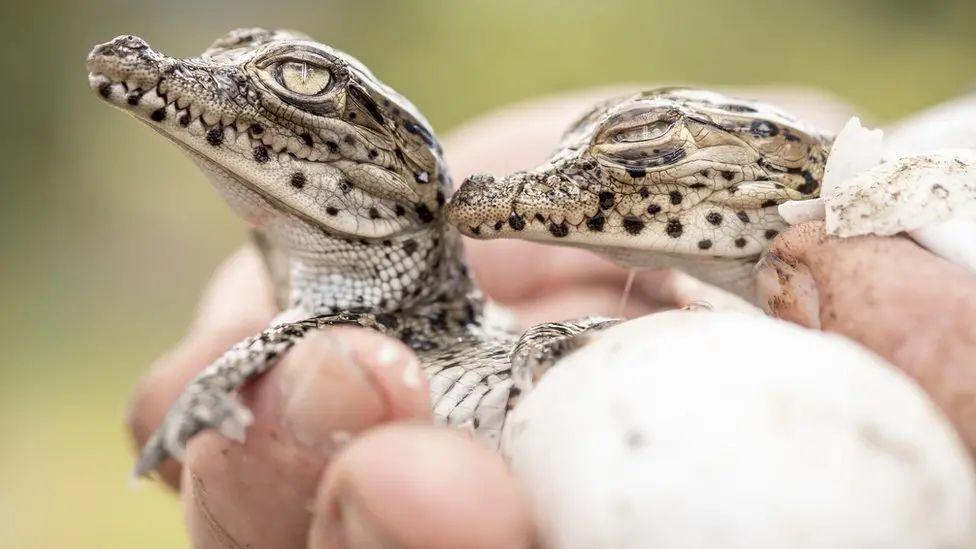 Close-up photo of two Cuban crocodiles in someone's hand. They have brown spots around the mouth and small heads with large mouths.