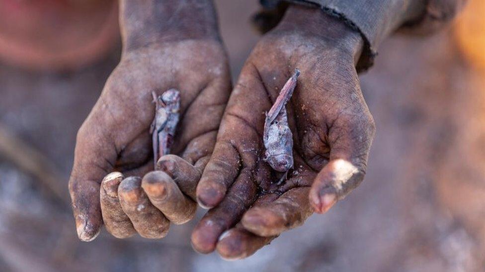 In the absence of food people eat locusts to survive.