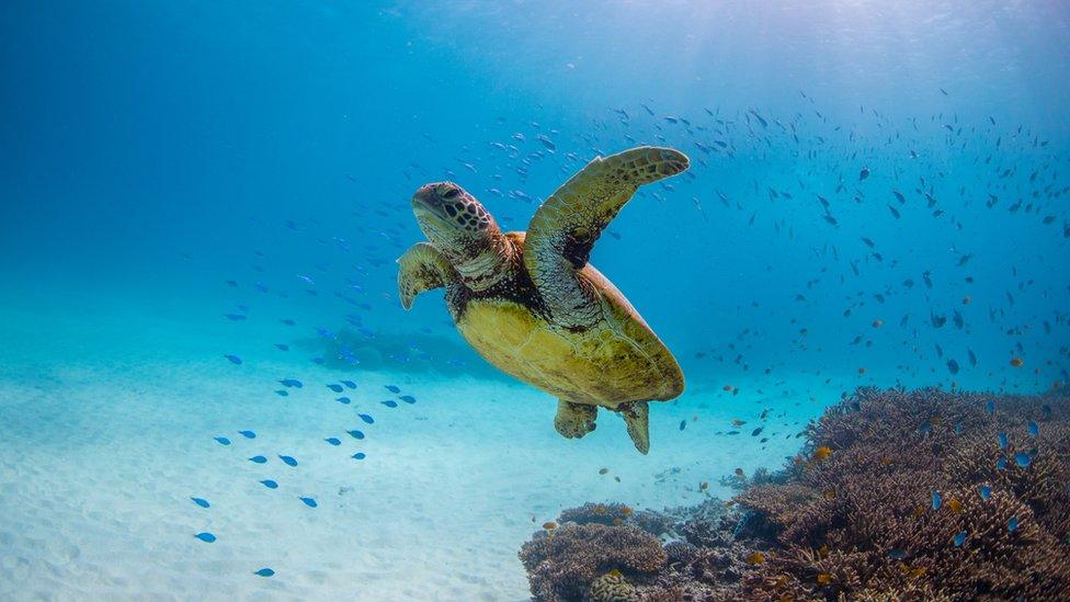 Green sea turtle