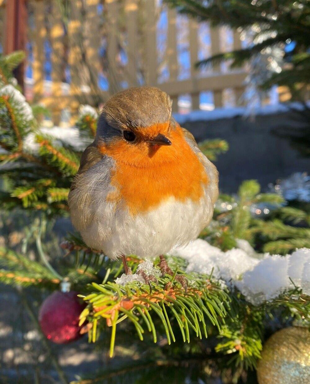 A red-breasted robin perched on a show-covered evergreen tree.