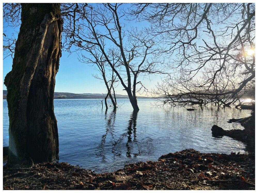 Loch Lomond with tree branches dipping into it. The sun is shining on the water.
