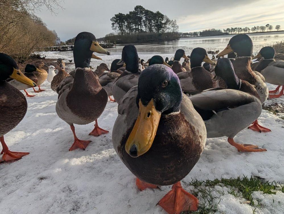 Several ducks on frozen grass on the banks of a lake.