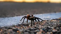 Fotografia de tarântula, uma aranha grande e peluda, em um chão de pedras