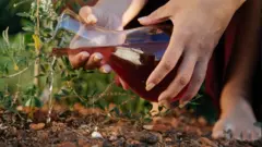 Imagem mostra mulher regando planta com sangue de menstruação. Ritual é conhecido como Plantar a Lua