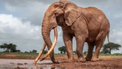 A lone super tusker near a water hole