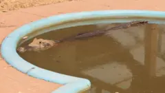 Um de dois jacarés em piscina de pousada no Pantanal