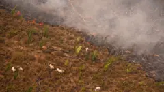 Sobrevoo do Greenpeace em fazenda na Amazônia em 2020 mostra gado sendo colocado em área recém queimada