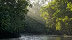 Floresta amazônica