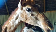 A giraffe's head with torn skin under the right eye