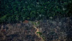 Floresta Amazônica, foto mostra parte das árvores derrubadas