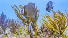 Peixes no mar de Belize