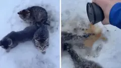 Gatos abandonados ficam presos na neve