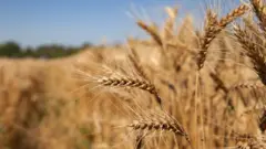 A wheat field situated in eastern Ukraine