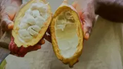 Le fruit entier du cacao peut maintenant être utilisé pour fabriquer du chocolat. 