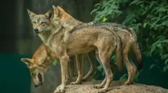 Lobos