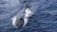 Humpback whale (c) Wegner Institute